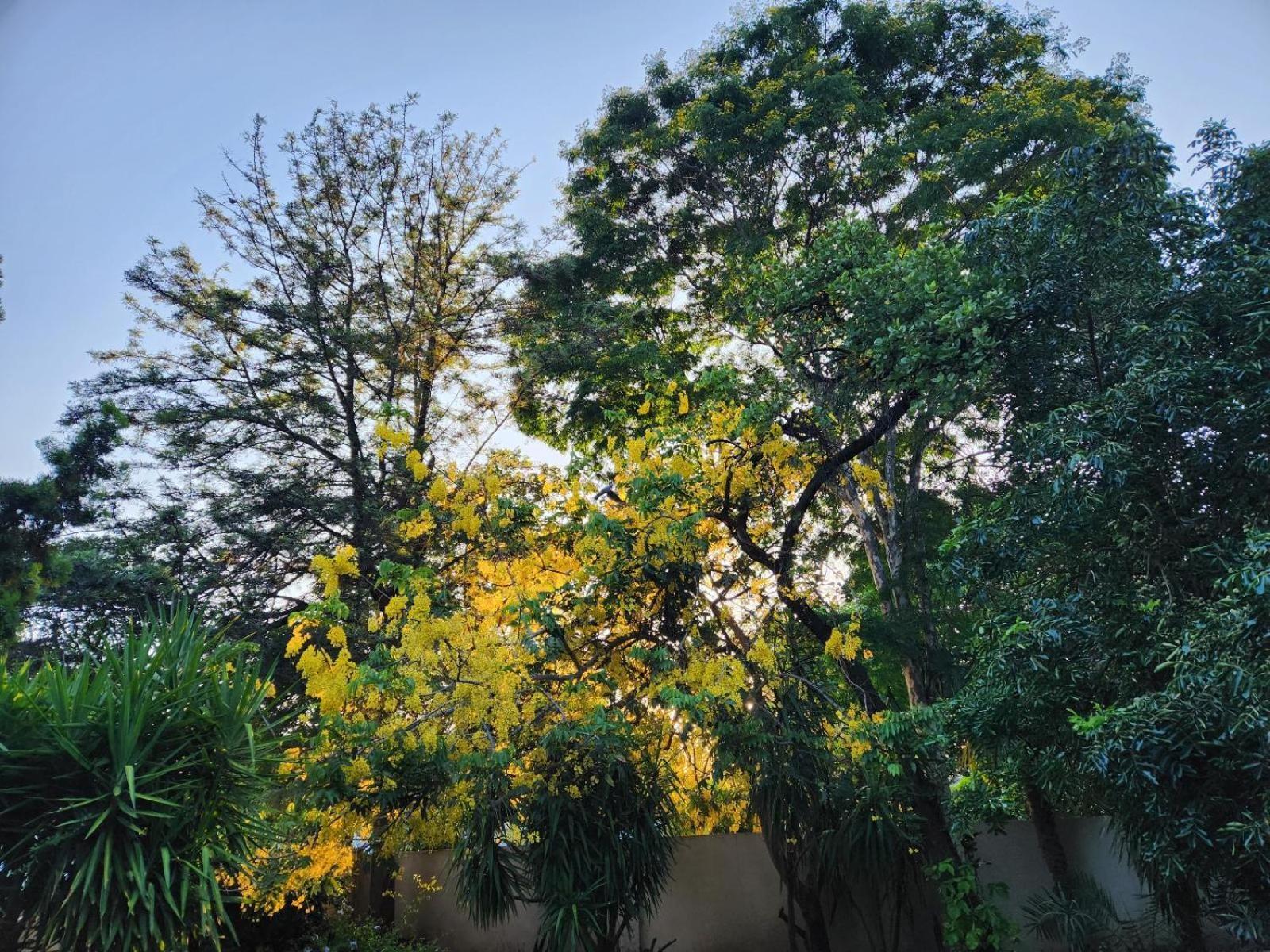 Tree Aloe Guest House Mokopane Exterior photo