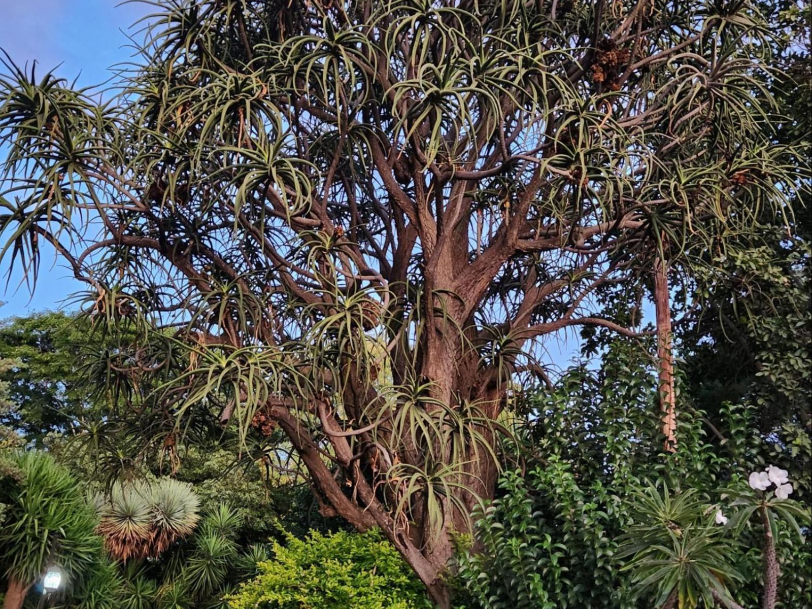 Tree Aloe Guest House Mokopane Exterior photo